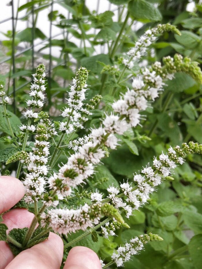 【7月の道端の危険雑草】可憐だけど植え方次第で悲報を呼ぶー!スペアミントの花言葉は「爽快感」!