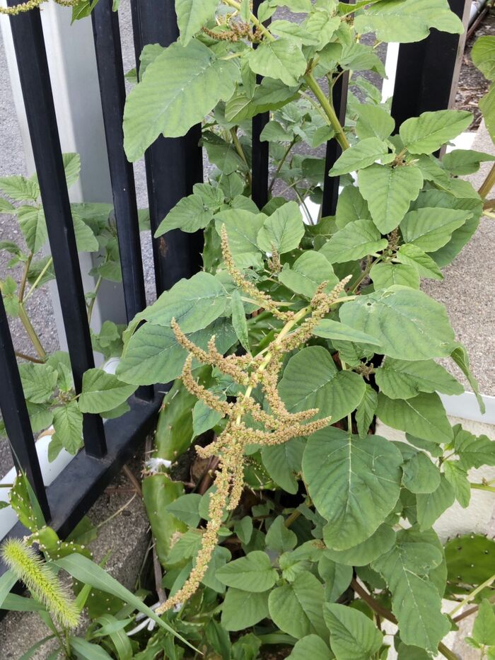 「7月の道端の雑草」無数のトカゲのしっぽのようなものは何?毒や棘は?花言葉は「目に見えない」