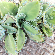 「7月の道端の危険な雑草」キモくて可愛い!子宝草?猛毒のセイロンベンケイ?葉から子孫がオギャー