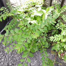 「7月の道端の雑草」じっくり見てー!無数の虫?驚きを隠せない仰天な雑草!ナガエコミカンソウって?