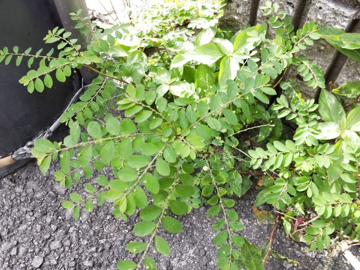 「7月の道端の雑草」じっくり見てー!無数の虫?驚きを隠せない仰天な雑草!ナガエコミカンソウって?