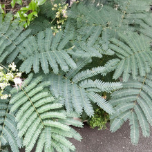 【7月道端のネムノキ】花言葉は「歓喜」「胸のときめき」♡危険もありー!最強に臭いカメムシの食草なの?