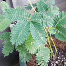 「7月のワクワク植物」実は毒あり、他にも危険が?「夏休みの自由研究」用に入手する前に知って!