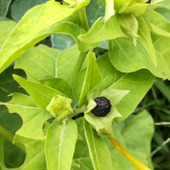 【7月の危険な植物】「オシロイバナ」お子様注意！集めたくなる黒い種は危険です！中はどうなってるの？