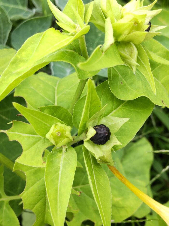 【7月の危険な植物】「オシロイバナ」お子様注意！集めたくなる黒い種は危険です！中はどうなってるの？