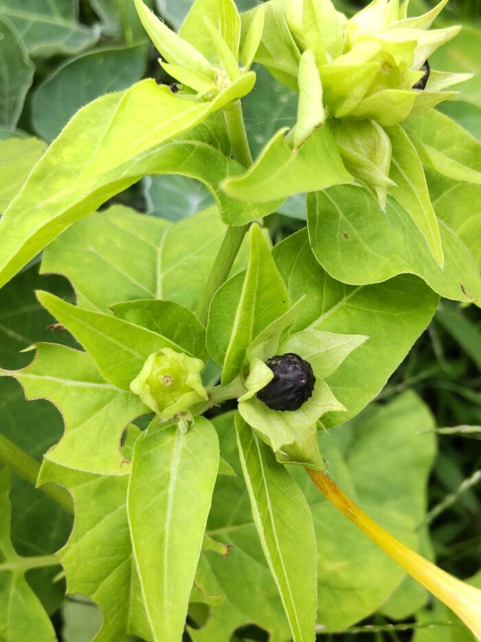 【7月の危険な植物】「オシロイバナ」お子様注意!集めたくなる黒い種は危険です!中はどうなってるの?