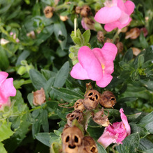 【7月道端の種】ゾンビが見れるかも?夏休みの自由研究にも?植物の花と種の比較はいかが?