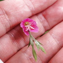 【7月道端の雑草】摩訶不思議!子孫の残し方にびっくりー!花言葉は「臆病」なのですが、見た目だけ?