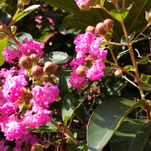 【7月の道端の植物】凄い!可愛いけど、策略家ー!「サルスベリ」夏本番に開花し続ける魅惑のピンクのお花