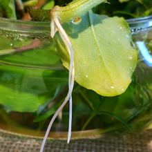 【夏休みの自由研究】身近な植物の観察、カットして水に挿すだけで、発芽する植物の観察ー!