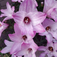 【7月道端の危険植物】猛毒!上品で美しい、ヒガンバナ科「ハブランサス」って?ハブレベルの危険?