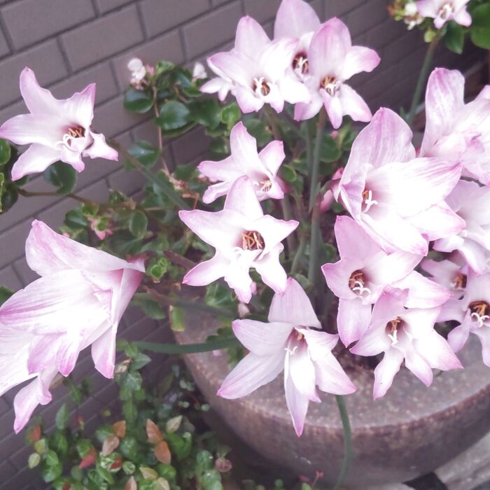 実は、ヒガンバナ科の植物で、全草に「毒性」があり