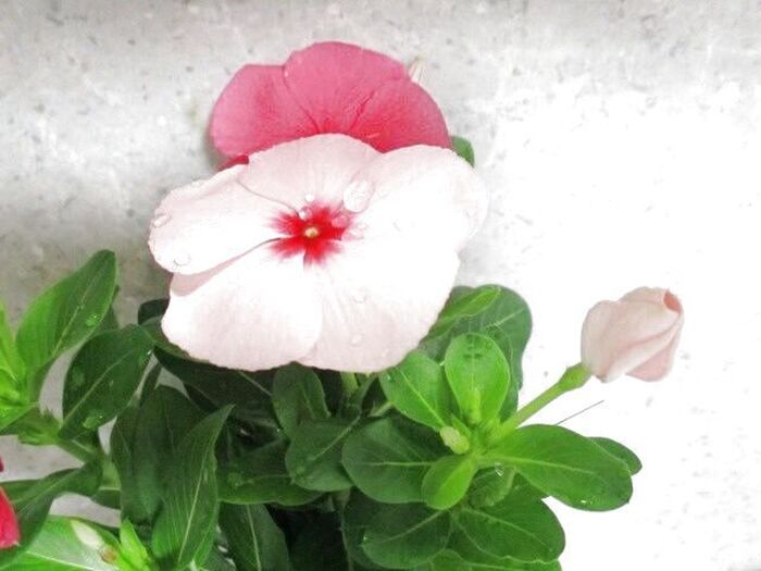 【夏の危険な植物】とても惜しいー!自由研究にお勧めできない理由ー!水に挿しておくと、なんと…♪