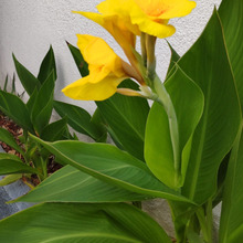 【7月の道端】へこたれず元気いっぱい咲く花は超不思議!猛暑の今、夏花壇の主役は「カンナ」!