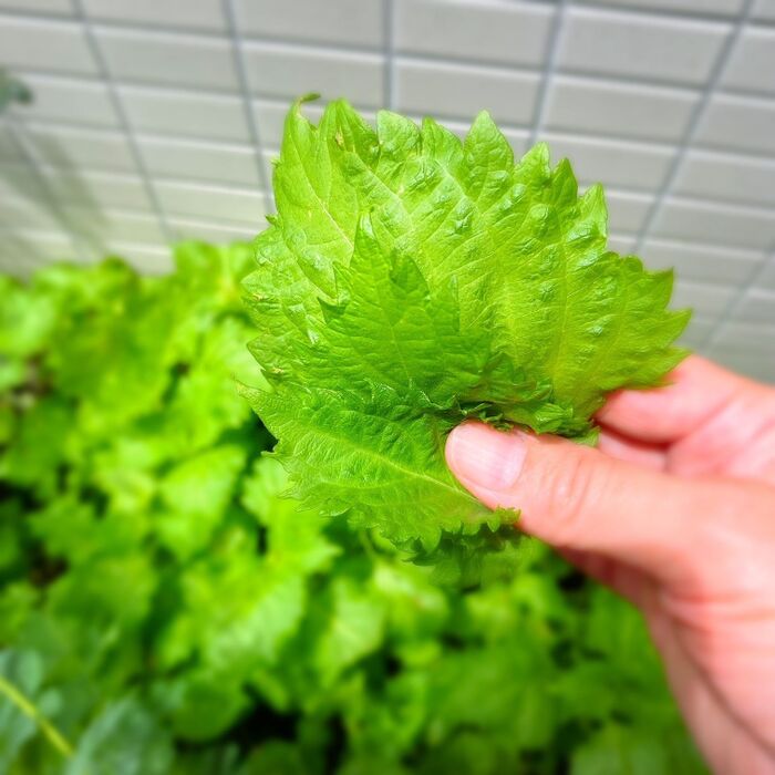 材料の野菜をカット
