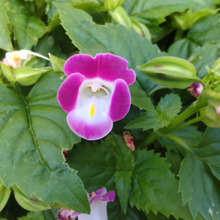 【7月の道端の花】自由研究にも向く「トレニア」!花言葉が素敵ー!♡エディブルフラワーになるお花なの?