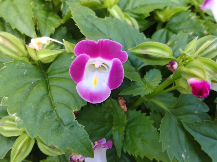 【7月の道端の花】自由研究にも向く「トレニア」!花言葉が素敵ー!♡エディブルフラワーになるお花なの?