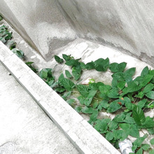 【7月末の厄介な植物】可愛い花「ヘクソカズラ」注意報ー!夏場に増殖?ついに、ここまで這ってきたー!