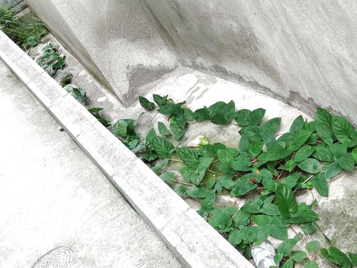 【7月末の厄介な植物】可愛い花「ヘクソカズラ」注意報ー!夏場に増殖?ついに、ここまで這ってきたー!
