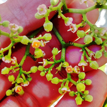 【道端の危険な植物】夏休み!昆虫が集まる植物に潜む危険。「ヤブガラシ」注意報ー!蜂も好きな花?