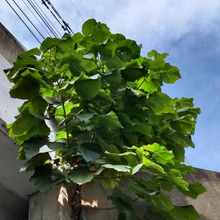 【7月の電車高架下の恐怖植物】誰か教えて!仰天な光景にあっけにとられる!どうなったらこうなるの!