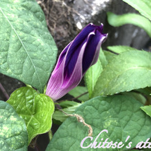 大人でも楽しい♪【朝顔の開花の様子】を観察してみる