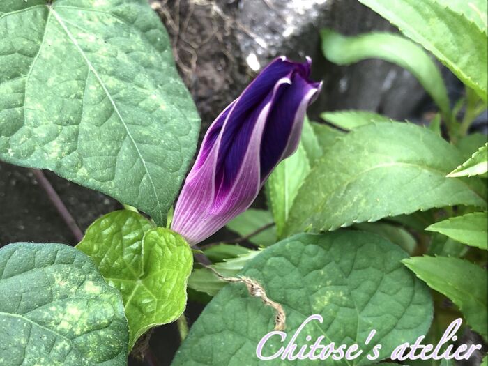 大人でも楽しい♪【朝顔の開花の様子】を観察してみる