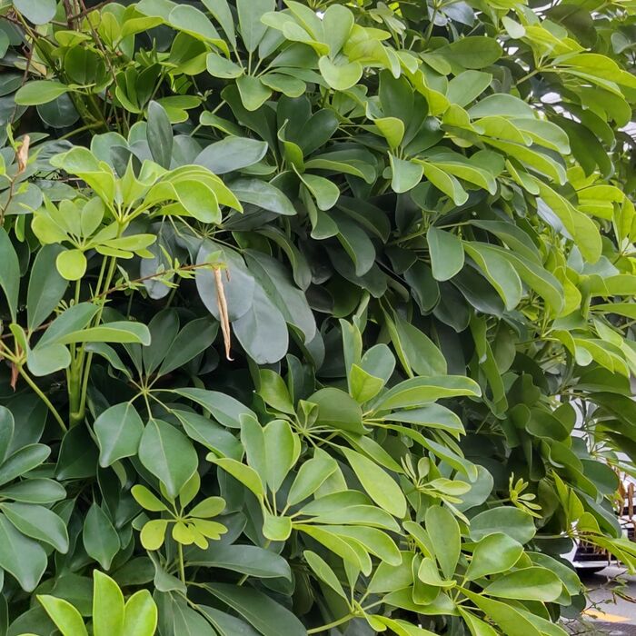 「花」まではあっても(開花を見る)「実」を見かけるのはとても珍しいそうです