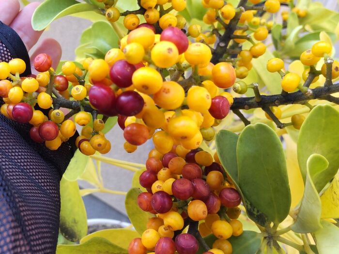 凄すぎるほど、実っていますよー!