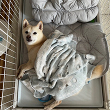 夏のねぐるしさを快適にするNクール史上No.1!ひんやり+ふかふか ピローパッド