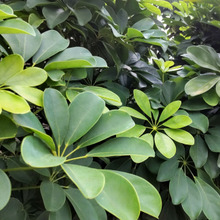 【酷暑の道端】観葉植物に「花」「実」?驚き!タコみたいな花の後、めったに見れない!鮮やかな「実」!