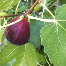 【8月道端の果実】衝撃の事実ー!イチジクの花を見ない理由!女性の健康にも良い果実なの?