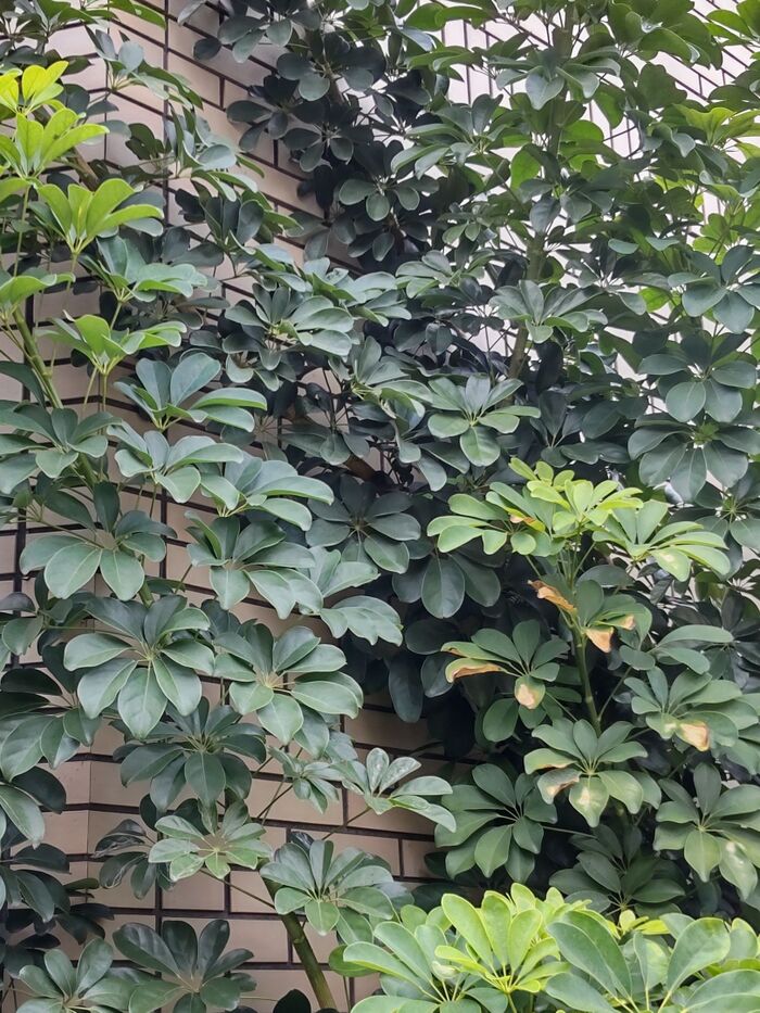 観葉植物として流通している「カポック」!「花」も「実」もなるって知らない人多いですよね