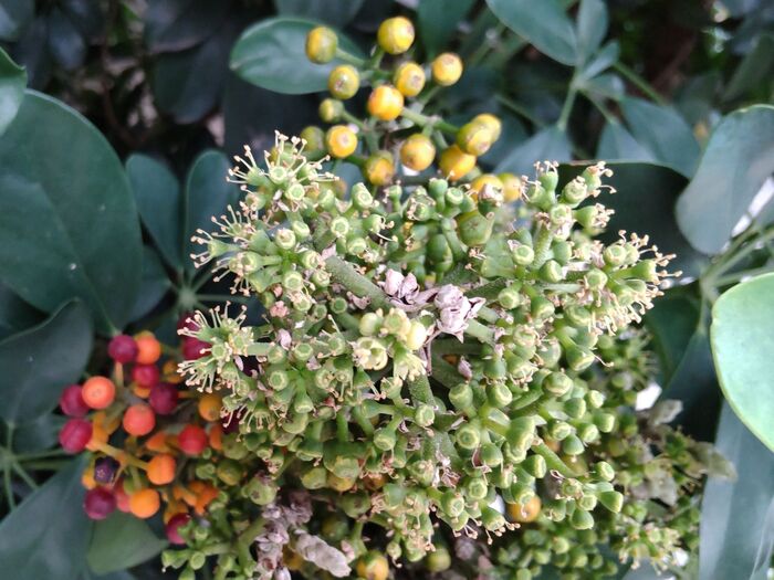 カポック(シェフレラ)の花言葉は「とても真面目」「実直」です