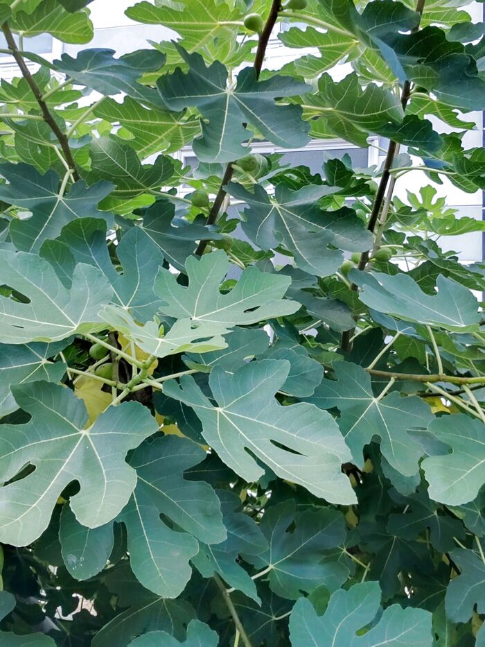 この植物は「無花果」です。いちじくと読みます。別名「映日果」とも呼ばれています