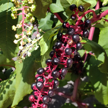 【8月道端の超危険植物】1粒でもアウトな猛毒植物に異変が…!ゾンビ化する雑草、枯れても危険?