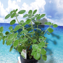 捨てちゃダメ―!植えかえしなくても、「便利なパック」を使えば、お部屋で育てられますよ!