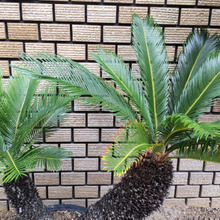 ソテツのダークな面が恐ろし過ぎる話。吸血鬼みたい?「ソテツ地獄」とは?【8月道端の毒あり植物】