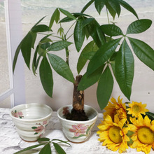 「いらない湯呑!捨てちゃダメ―」お家で楽しむ苔玉園芸に!我が家での、エコな使い方ご紹介ー!