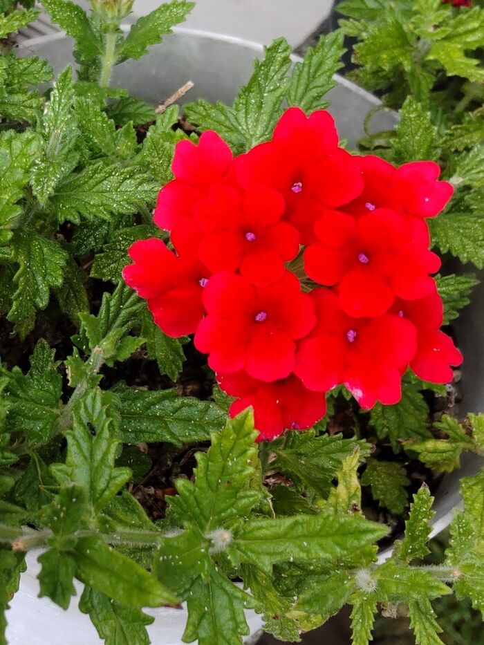 赤いお花は「一致団結」が花言葉!花が集まって咲き「一致団結」しています!