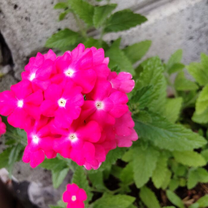 お花のお色も豊富です。真夏の炎天下でも、元気に咲き続けます。夏場にお勧め!