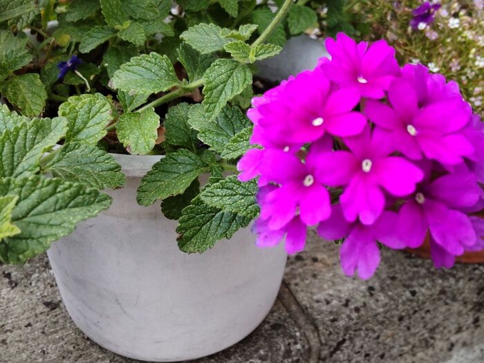 【8月の道端の植物】炎天下でもヘタれない「美女桜」という名を持つ魅惑のお花!花言葉は「魔力」「魅力」