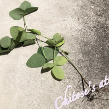 枝豆を引っこ抜いてみたらびっくり!