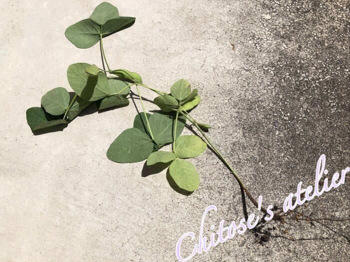 枝豆を引っこ抜いてみたらびっくり!