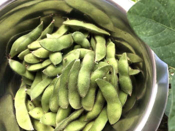 採れたて枝豆は焼き枝豆に♡