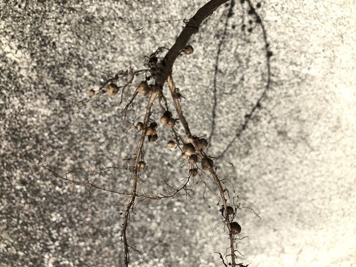 既に倒れていた枝豆を引っこ抜いてみました