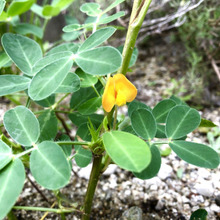 〈庭に咲いた黄色い花の正体は?〉【落ちた花から実が生る】なるほど~な植物♪