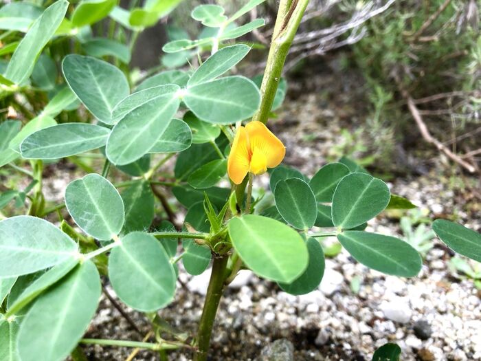 〈庭に咲いた黄色い花の正体は?〉【落ちた花から実が生る】なるほど~な植物♪