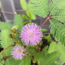 【8月の可愛い花咲く危険植物】お子様、ペット注意です!「オジギソウ」で悲報を呼ばない為に