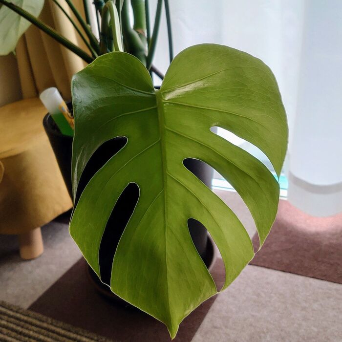 綺麗に開くとこんな感じ